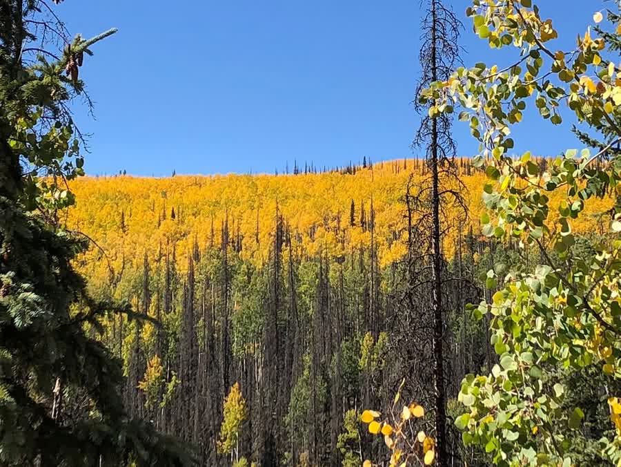 Golden aspens against a blue Colorado sky